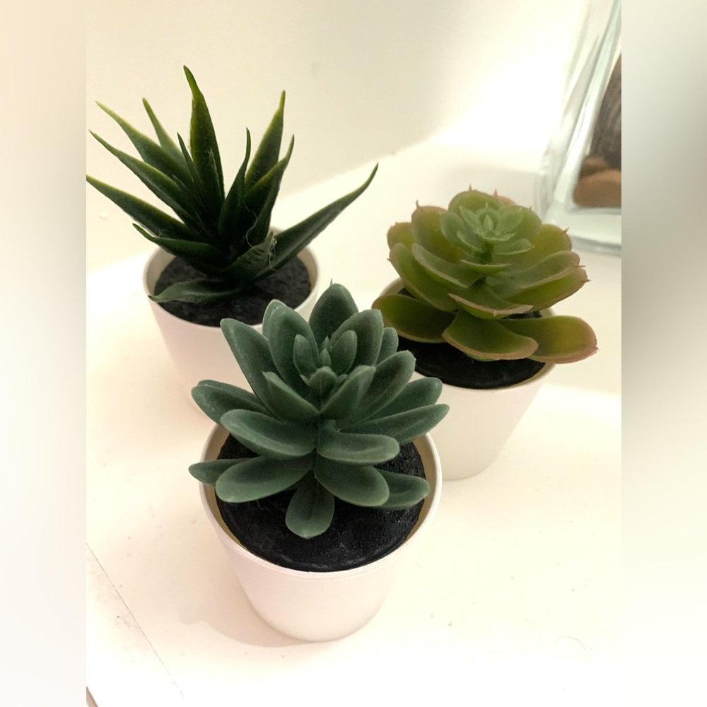 Succulents trio
